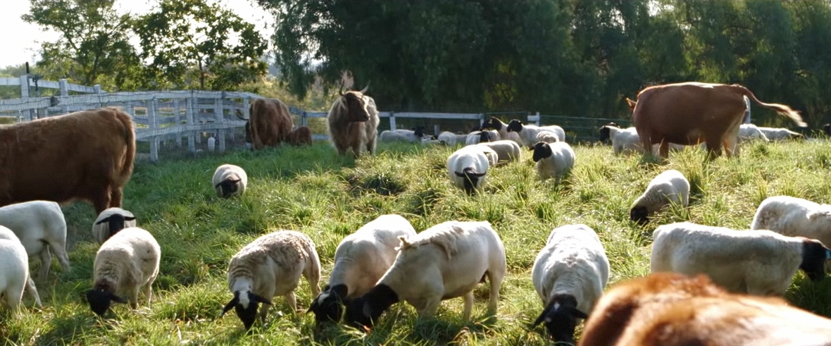 Szenenbild: Auf der grünen Wiese sind fühlen sich Schafe und Kühe wohl und fressen das Gras.
