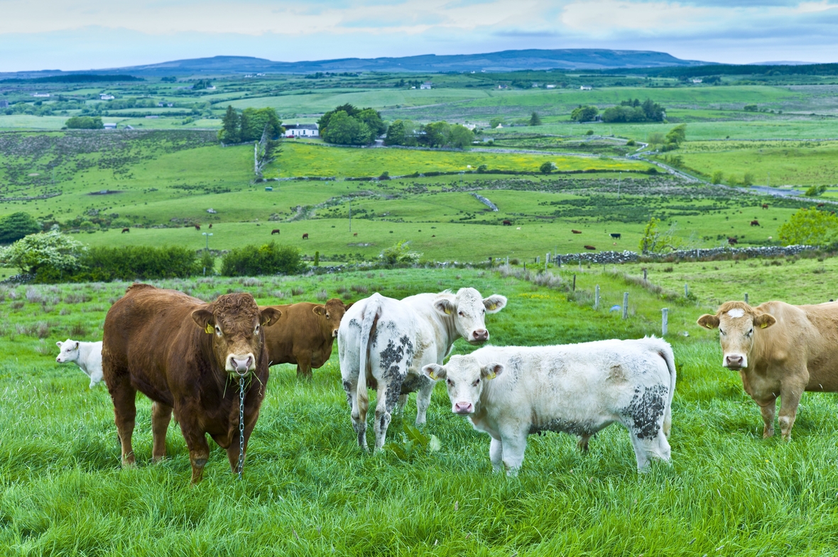 Auf einer grünen Wiese in einer bergigen Landschaft stehen ein Stier mit Nasenring und Kette und eine Kuhherde. Die Aufnahme wurde in der Grafschaft Clare in West-Irland gemacht.