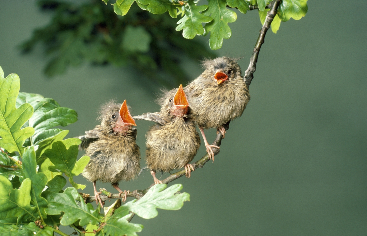 Vögel sitzen auf einem Ast und zwitschern. Sie kommunizieren miteinander, so wie es auch andere Tiere tun.