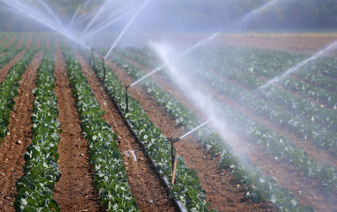 Gemüsefelder werden in vielen Gegenden Deutschlands künstlich bewässert, wenn es lange nicht geregnet hat. Gezeigt werden Sprenkleranlagen, die kleine Gemüsepflanzen bewässern.