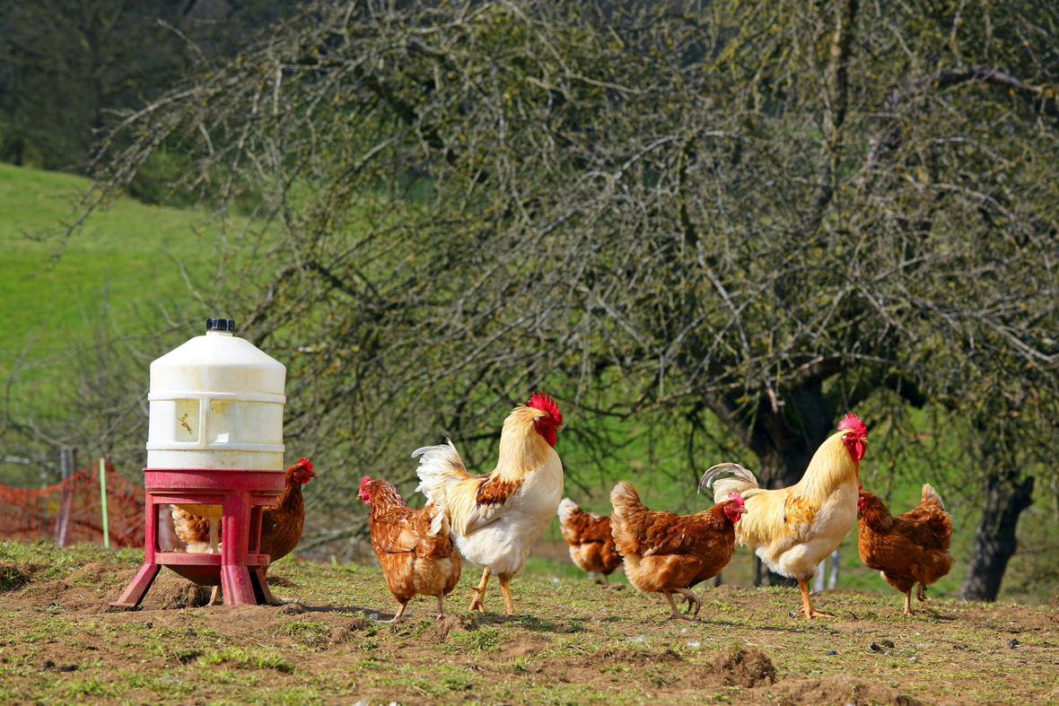 Hühner in Freilandhaltung auf einer Wiese. 