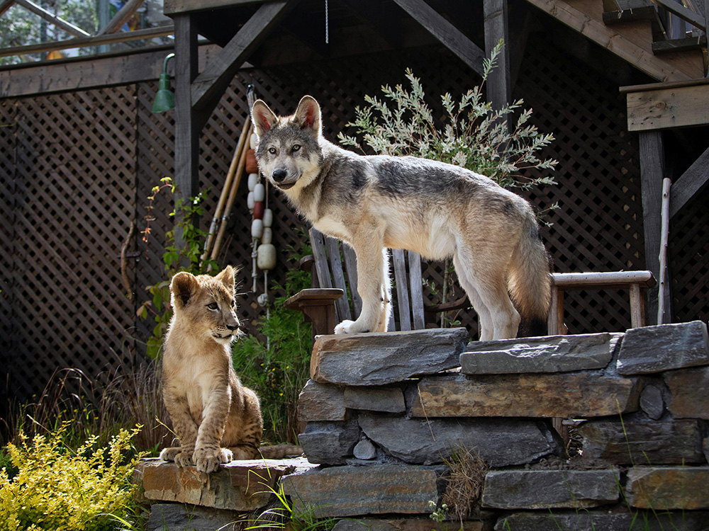 Szenenbild: Der junge Löwe Dreamer (Llnks im Bild auf einem Stein sitzend) und sein bester Freund, der Wolfsjunge Mozart (rechts im Bild auf einem Stein etwas höher als Dreamer stehend)ht lin