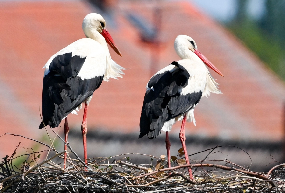 Ein Storchenpaar in Rühstädt in der Prignitz (Brandenburg). Rühstädt trägt den Titel "Europäisches Storchendorf", weil dort sehr viele Störche leben.