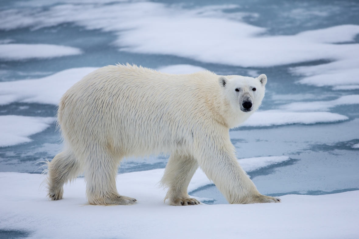 Ein Eisbär auf dem Eis. Eisbären brauchen die Eiseskälte. Die globale Erwärmung bedroht ihre Lebensgrundlagen.