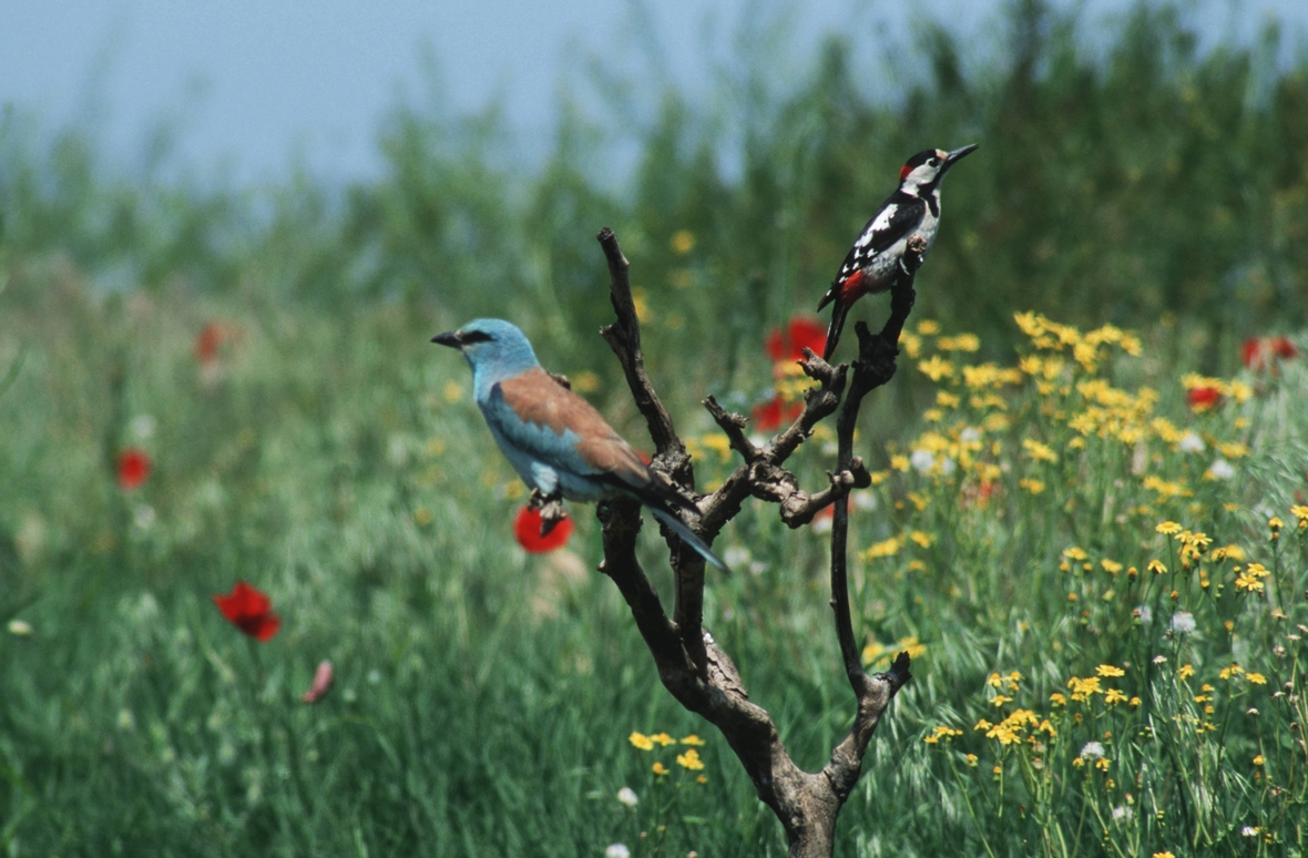 Zwei Vögel, eine Blauracke und ein Buntspecht, sitzen auf einem Geäst, im Hintergrund ist eine bunte Blumenwiese zu sehen.