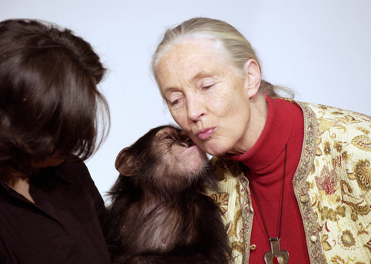 Jane Goodall bekommt einen Kuss von einem Schimpansen im Jahr 2004