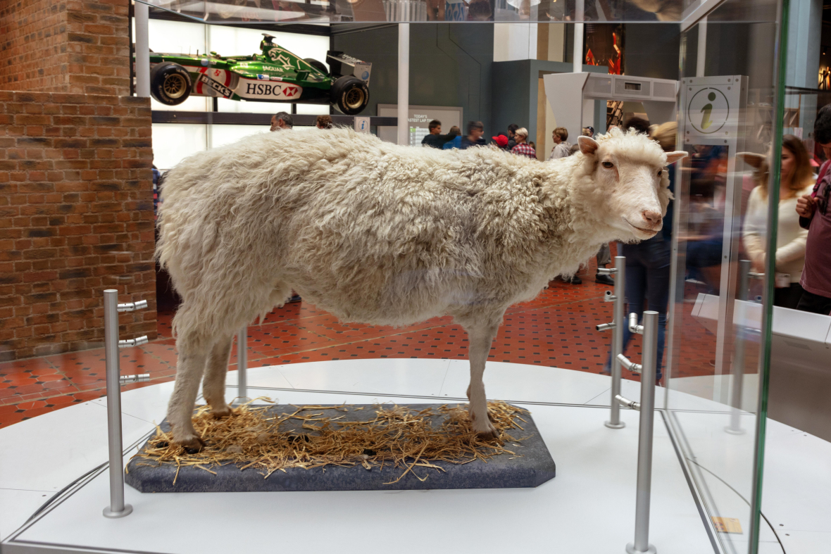 Ein ausgestopftes Schaf steht in einer Vitrine in einem Museum.