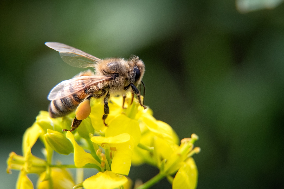 Das Foto zeigt in Großaufnahme eine Biene, die auf einer Ackersenf-Blüte sitzt.