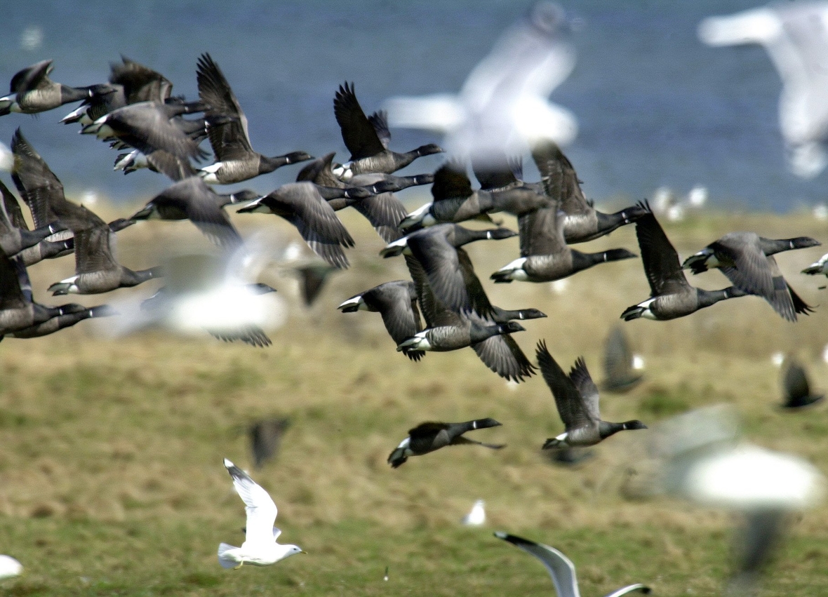 Langenwerder in Mecklenburg-Vorpommern ist das älteste Vogelschutzgebiet Mecklenburgs. Es bietet achtzehn Arten Brutvögeln eine Heimat.