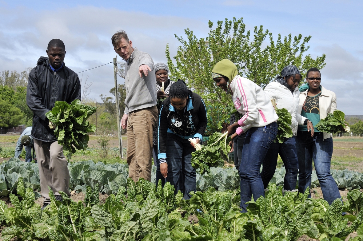 Entwicklungszusammenarbeit in Südafrika: Ein deutscher Entwicklungshelfer unterrichtet Jugendliche in einer Landwirtschaftsschule. Hier wird Mangold geerntet.