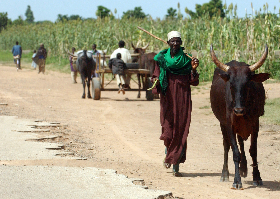 Ein Bauer treibt im Norden von Nigeria sein Rind über eine Straße. Im Hintergrund sind weitere Bauern mit einem Ochsenkarren.