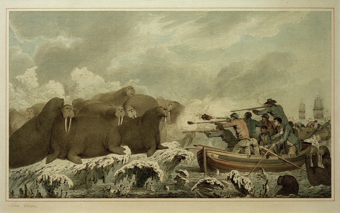 Bei der 3. Reise (um 1781/83) von James Cook zeichnete John Webber ein Bild von einer Walross-Jagd.