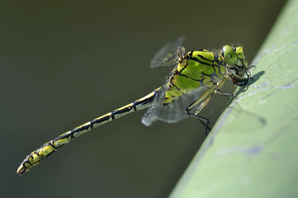 Ein streng geschütztes Insekt: die grüne Flussjungfer
