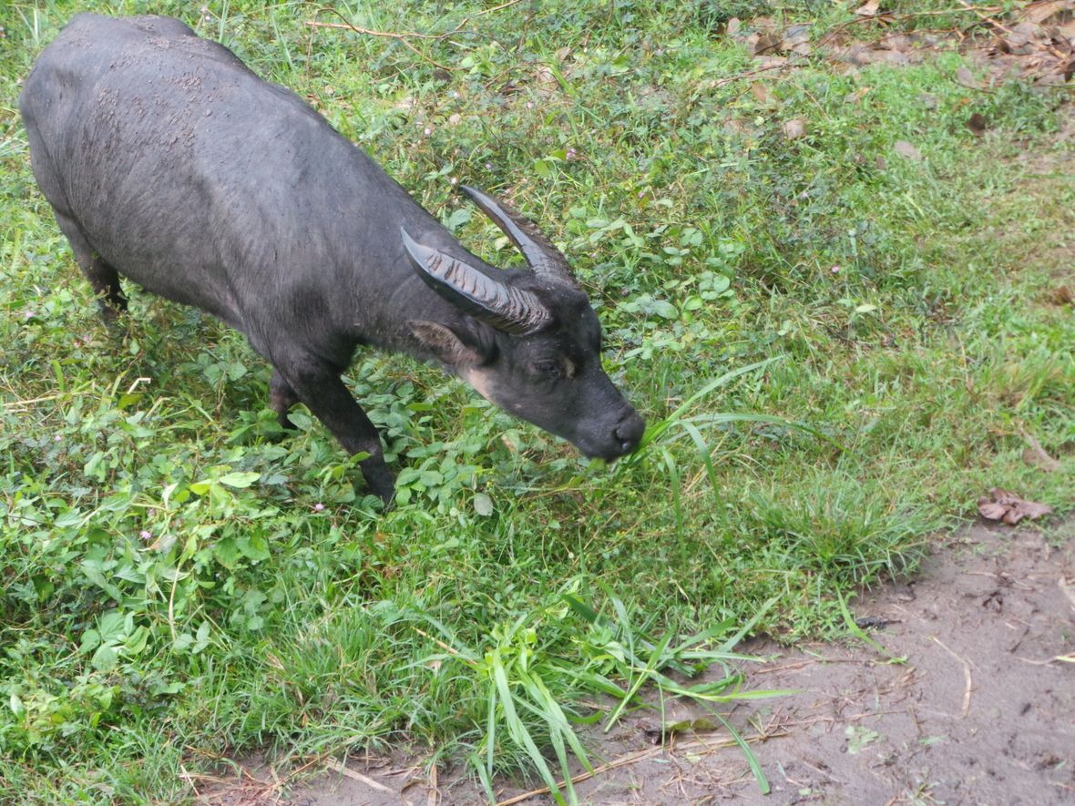 Der Tamarau lebt auf den Philippinen. Er gehört zu den bedrohten Tierarten. 