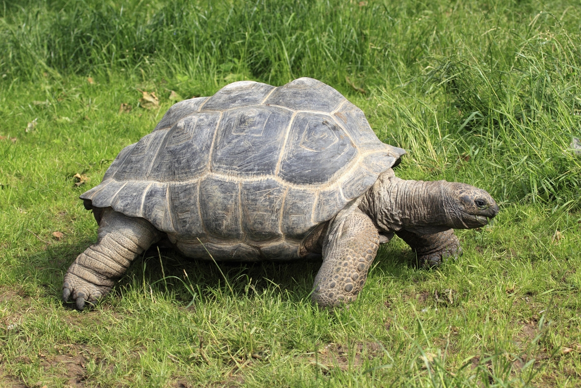 Auch sie steht auf der Roten Liste: die Seychellen-Riesenschildkröte