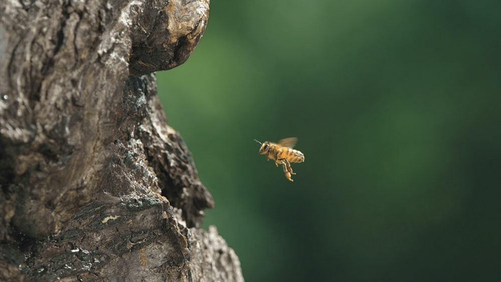 Szenenbild: Eine Biene (rechts im Bild) vor einem Astloch in einem Baum (links im Bild). Sie ist auf der Suche nach einem Zuhause für das neue Bienenvolk. 