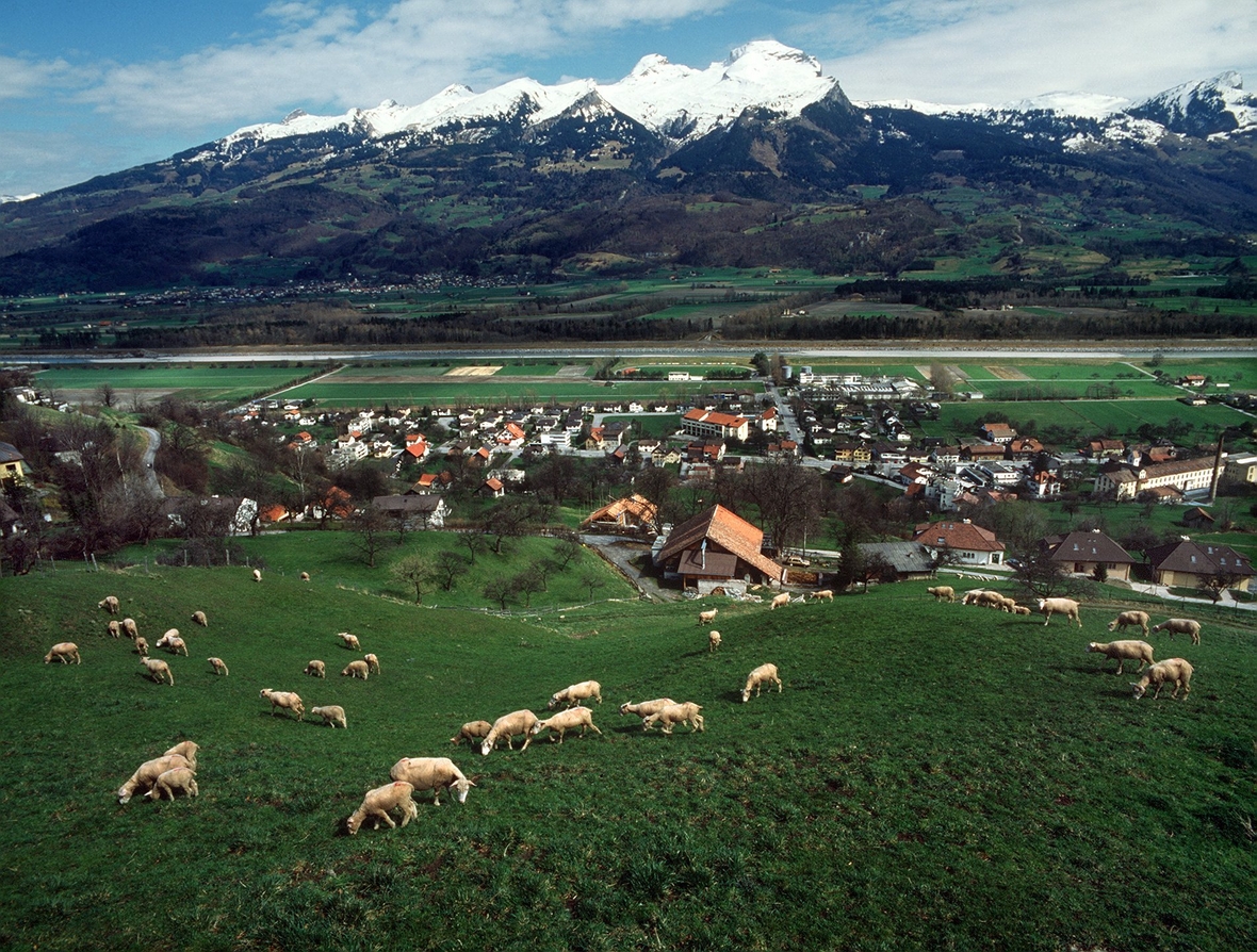 Blick auf die ländliche Umgebung der Stadt Triesen in Liechtenstein. Im Vordergrund sieht man eine weidende Schafherde, im Hintergrund schneebedeckte Berge.