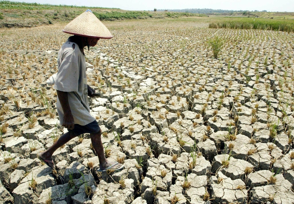Wo bisher genug Regen fiel, entstehen große Gebiete, die nicht mehr genutzt werden können, weil sie zu trocken sind. Auf diesem ausgedörrten Reisfeld auf Java (Indonesien) haben sich im Boden wegen der anhaltenden Trockenheit tiefe Risse gebildet.