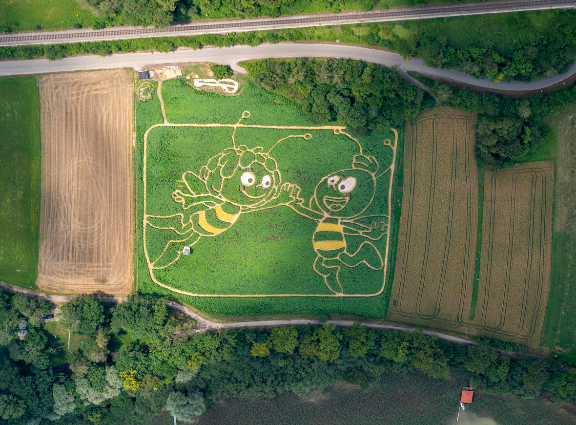 Juli 2019 in Bayern: Die Luftaufnahme zeigt ein bearbeitetes Pflanzenfeld am Ufer des oberbayerischen Ammersees, in das die Landwirte Corinne und Uli Ernst mit ihrem 20-köpfigen Team einen Irrgarten mit den Umrissen der Biene Maja und ihrem Freund Willi eingearbeitet haben.