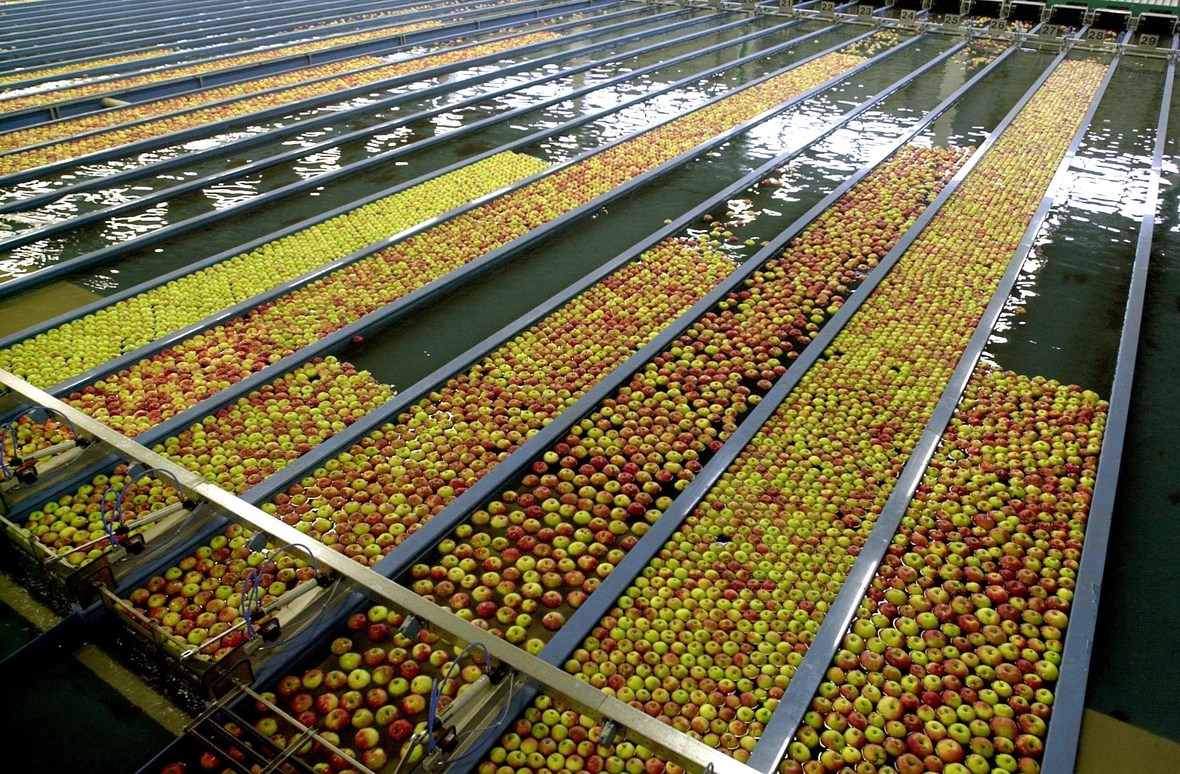 Äpfel schwimmen in den Wasserkanälen einer Sortieranlage. Hier werden sie nach Größe, Farbe, Gewicht und Qualität sortiert, bevor sie verpackt werden.