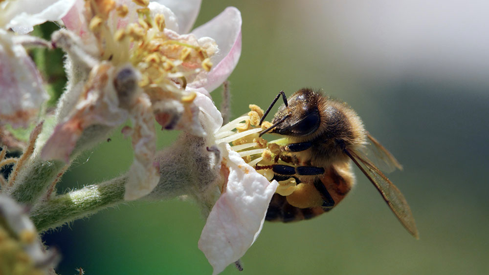 Szenenbild: Eine Biene sitzt auf einer Blüte. Sie sammelt Blütenstaub.