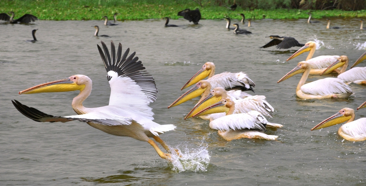 Pelikane im Djoudj National Park im Senegal,