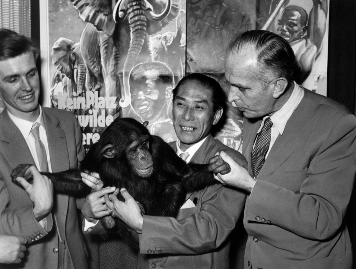 Michael Grzimek (links), N. Watanabe (Mitte), Präsident der japanischen Filmimportgesellschaft, der Frankfurter Zoodirektor Dr. Bernhard Grzimek (rechts) und der Schimpanse Gogo stehen am 31. Juli 1956 in Frankfurt am Main vor einem Plakat des von Grzimek mit seinem Sohn gedrehten Tierfilmes "Kein Platz für wilde Tiere". 
