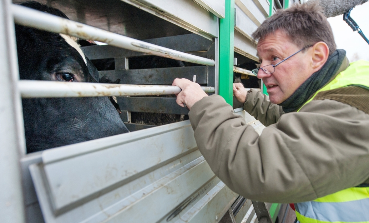 Ein Tierarzt kontrolliert den Zustand von Kühen auf einem Tiertransporter.