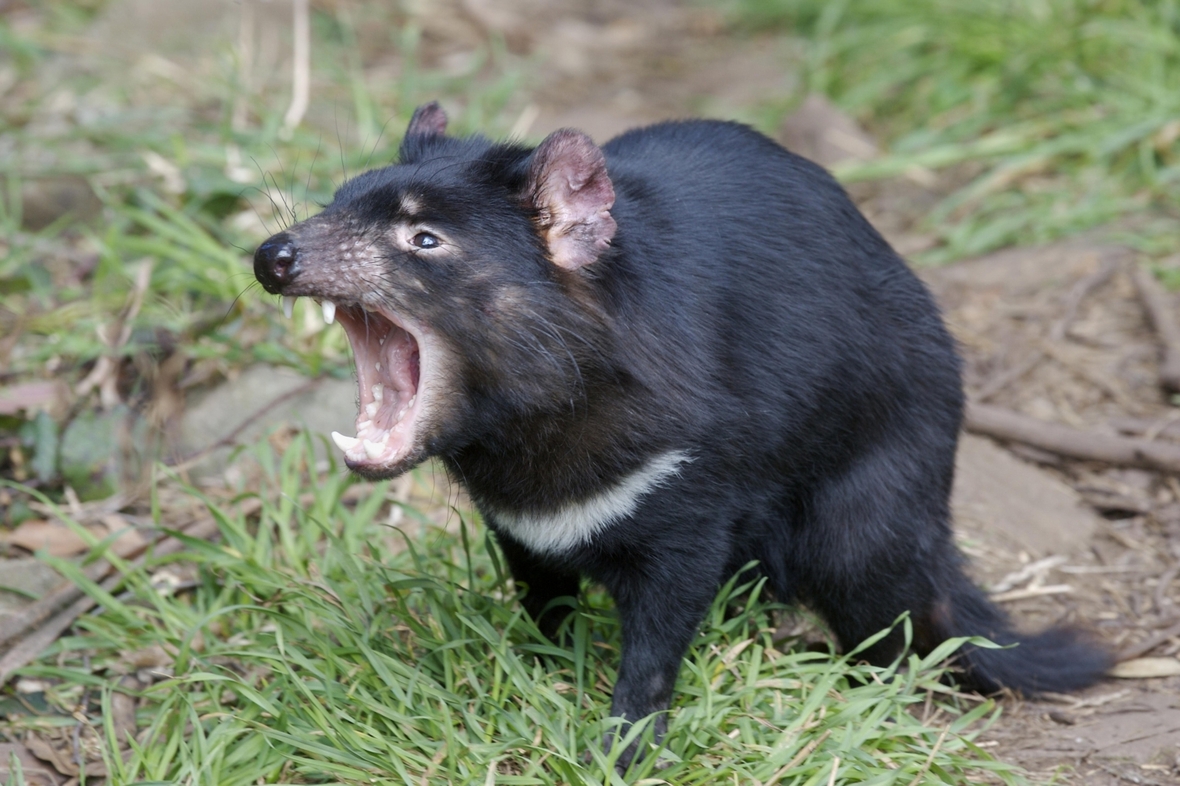 Ein Beutelteufel oder auch "Tasmanischer Teufel" lebt heute nur noch in Tasmanien, Australien.