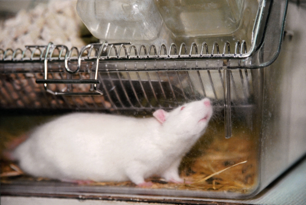 Ratte in einem Käfig eines Tierversuchslabors