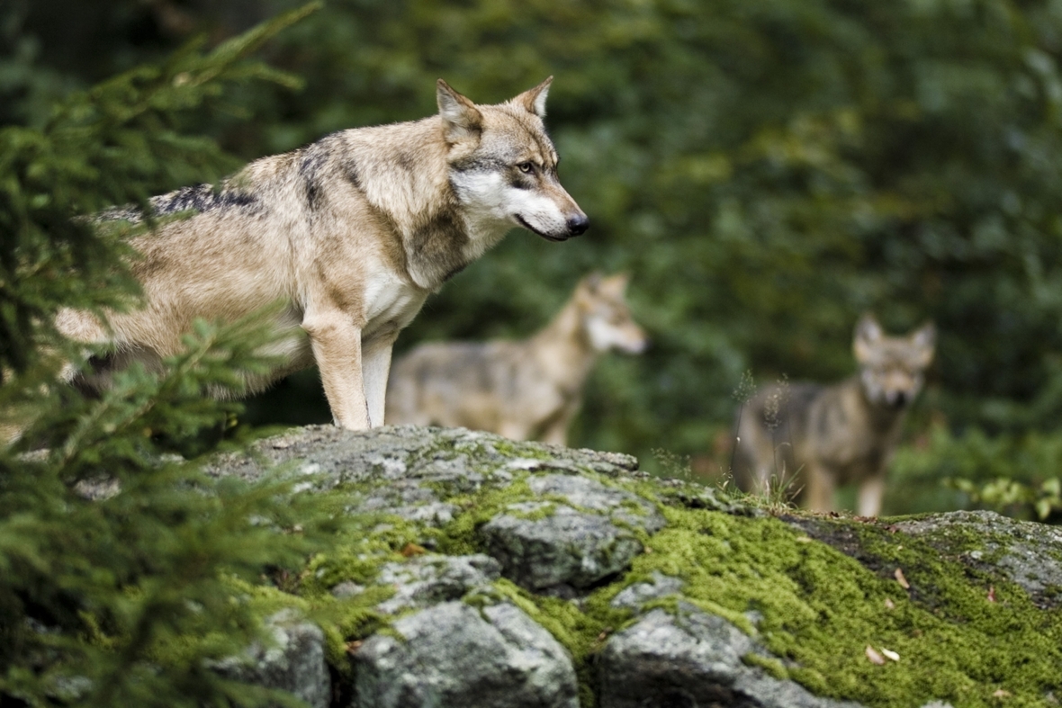 Wölfe im bayerischen Wald