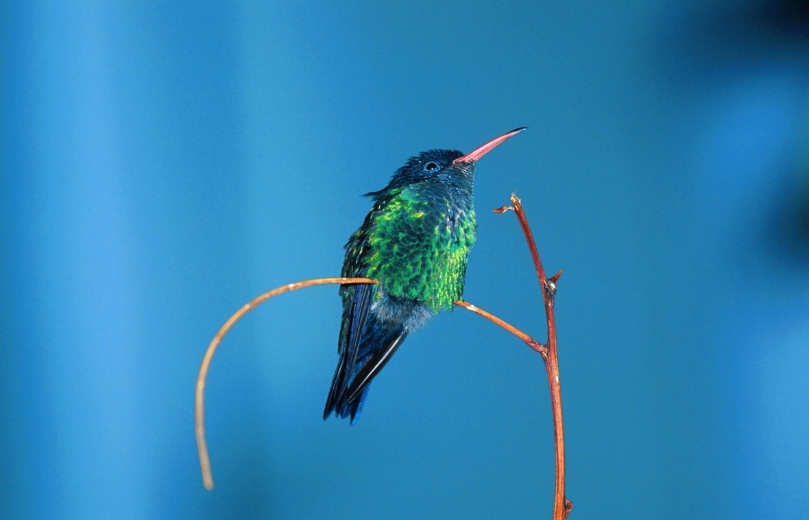 Ein Vogel namens Wimpelschwanz, auch Jamaika-Kolibri genannt, auf einem Ast sitzend.
