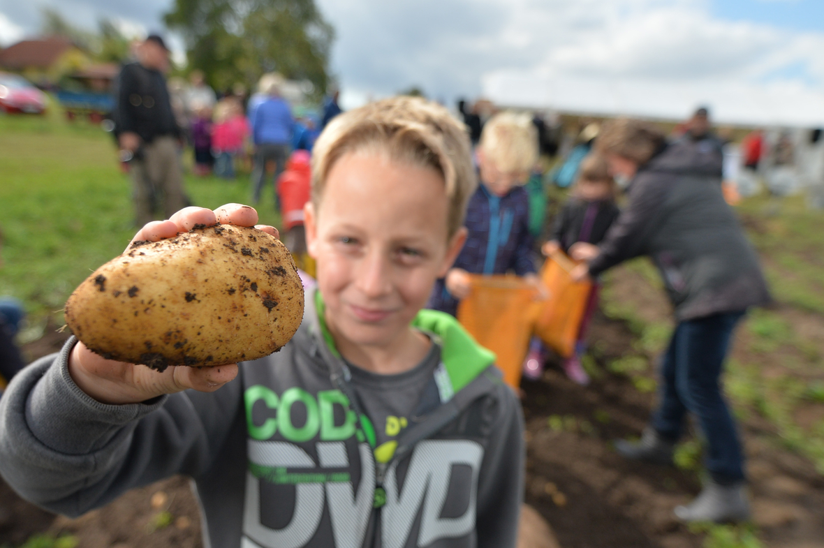 Ein Junge hat eine Kartoffel geerntet. Er zeigt sie stolz dem Betrachter. Wird er sie wohl als Pellkartoffel, Kartoffelpuffer, Bratkartoffel oder als Salzkartoffel essen?